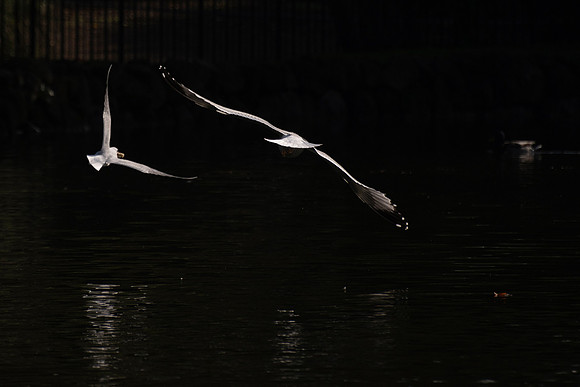 20211213 a 11,201838,Daily Life in the Little Lake (1) ,c