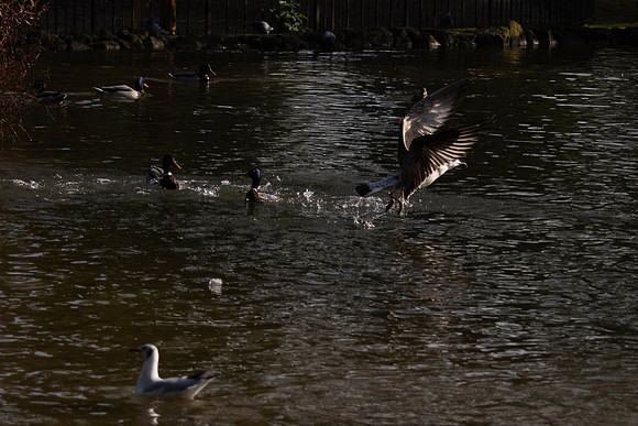 20211214 a 22,201809,Daily Life in the Little Lake (4) ,c
