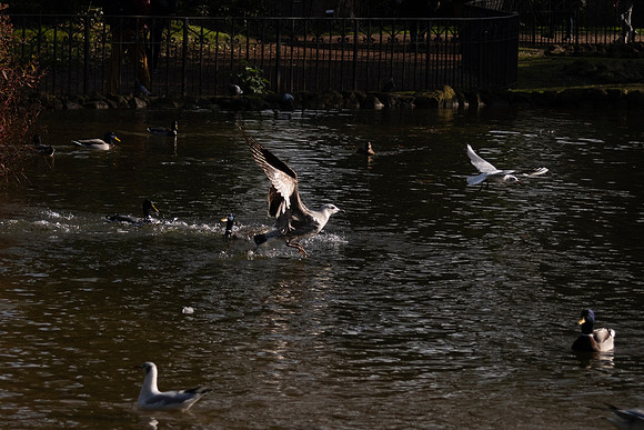 20211214 a 21,201808,Daily Life in the Little Lake (3) ,c