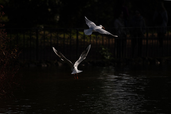 20211215 a 31,201851,Daily Life in the Little Lake (5) ,c