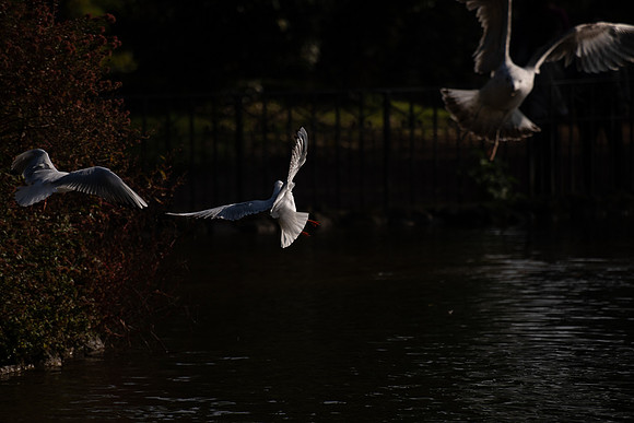 20211213 a 12,201849,Daily Life in the Little Lake (2) ,c