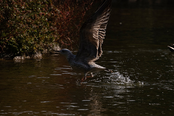 20211215 a 32,201870,Daily Life in the Little Lake (6) ,c