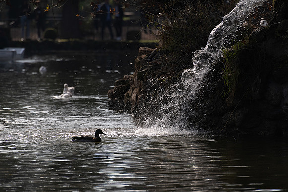 20211217 a 52,202056,Daily Life in the Little Lake (10) ,c