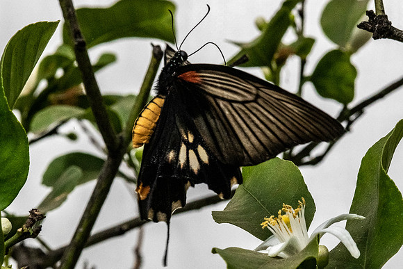 20220406 a 31,202742,Black Beauty ,c