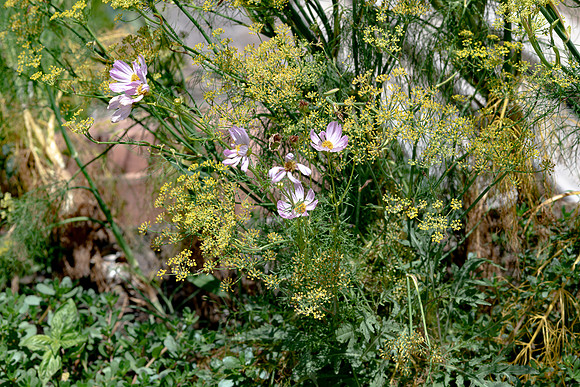 20220727 aa 32,210559,Gentle Flowers ,c