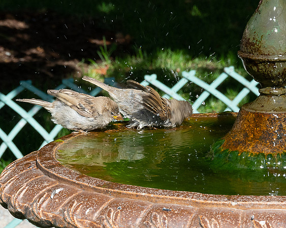 Morning Bath