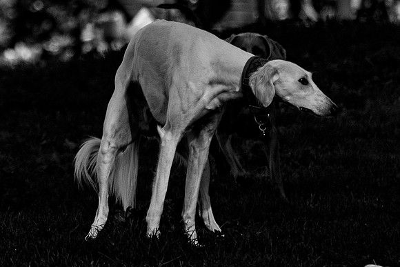 p,20211203 a 53,201755,Dogs ,b