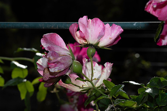 267030