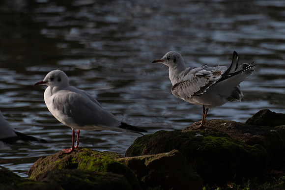 p,20211217 a 51,202075,Daily Life in the Little Lake (9) ,c