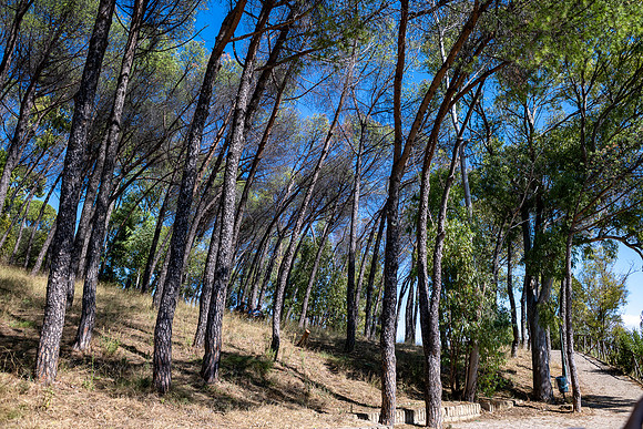 p,20220623 aa 41,200058,Our Lovely Pines ,c