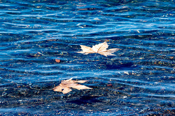 p,20211011 a 11,197637,Tales of Leaves ,c