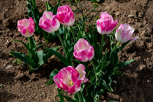 20220404 a 12,203004,Lovely Tulips ,c