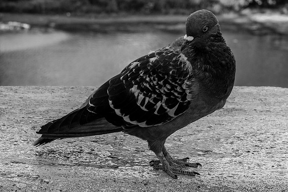 p,20220302 a 33,193121,Pidgeotto ,b