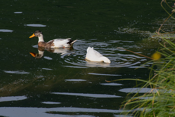 20220304 a 51,186033,Along the Lake ,c