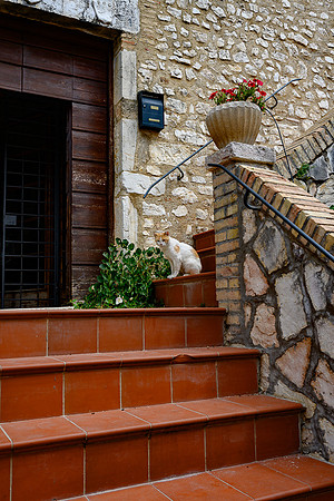 20220202 a 32,185494,Fru Fru the Cat ,c