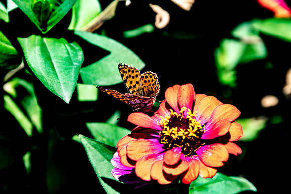 p,20211019 a 21,197777,Leopard Butterfly ,c