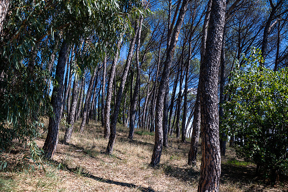 20220620 aa 12,200051,Pines of Rome ,c