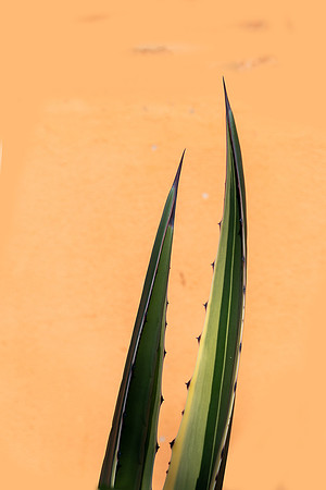 20220314 a 11,200334,Claws ,c
