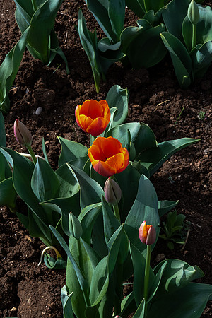 p,20220406 a 32,202928,Red Tulips ,c