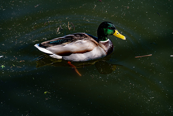 20220316 a 31,200268,Another Duck ,c