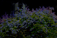 Night Flowers