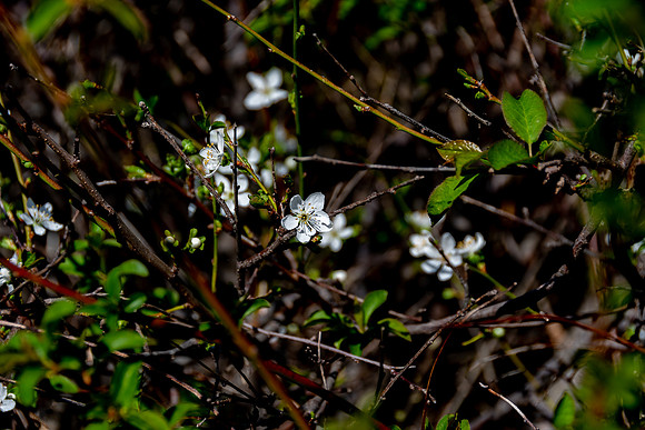 20220317 a 42,200283,Tiny White Flowers ,c
