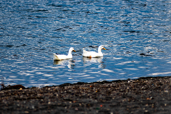 20220307 a 12,197196,Lovely Couple ,c
