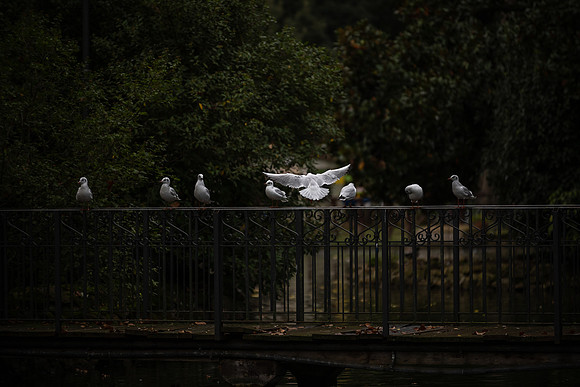 20220119 a 32,201598,Open Wings ,c