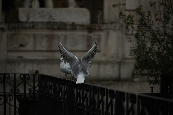 20220121 a 51,201670,Gentle Wings ,c