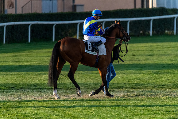 p,20220415 a 51,202523,Horses and Riders 51 ,c