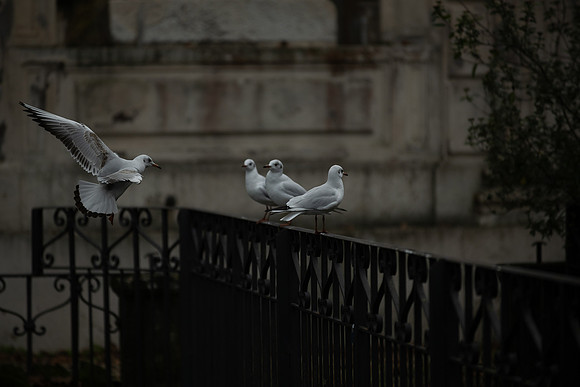 20220120 a 41,201683,Just There ,c