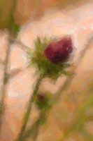 Thistles