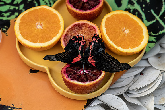 p,20220405 a 21,202780,Black Orange Lady ,c