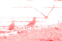 Young Seagulls