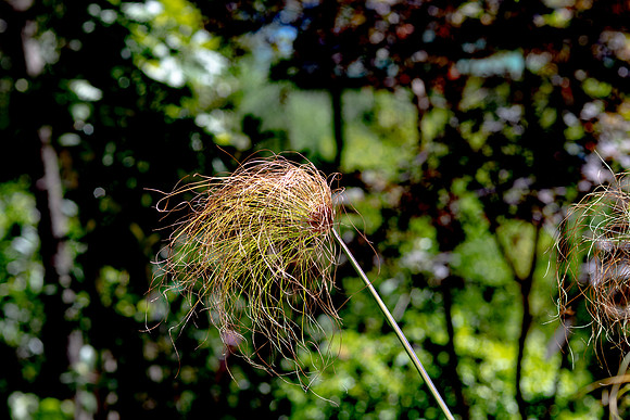 p,20220729 aa 51,210513,Beautiful Tuft ,c
